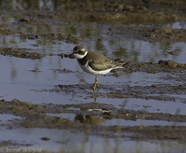 Semipalmated Plover - Bonnie de Grood