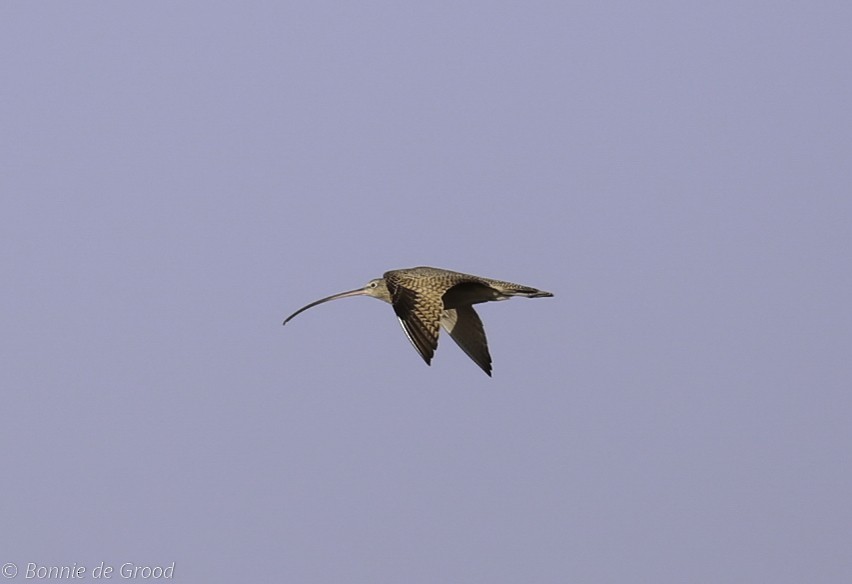 Long-billed Curlew - ML193698931