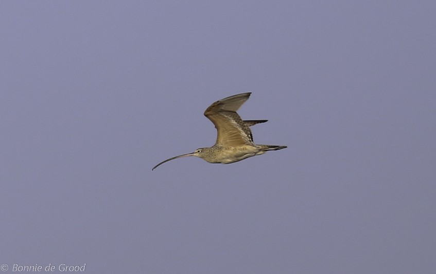 Long-billed Curlew - ML193698941