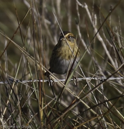 Nelson's Sparrow - Bonnie de Grood