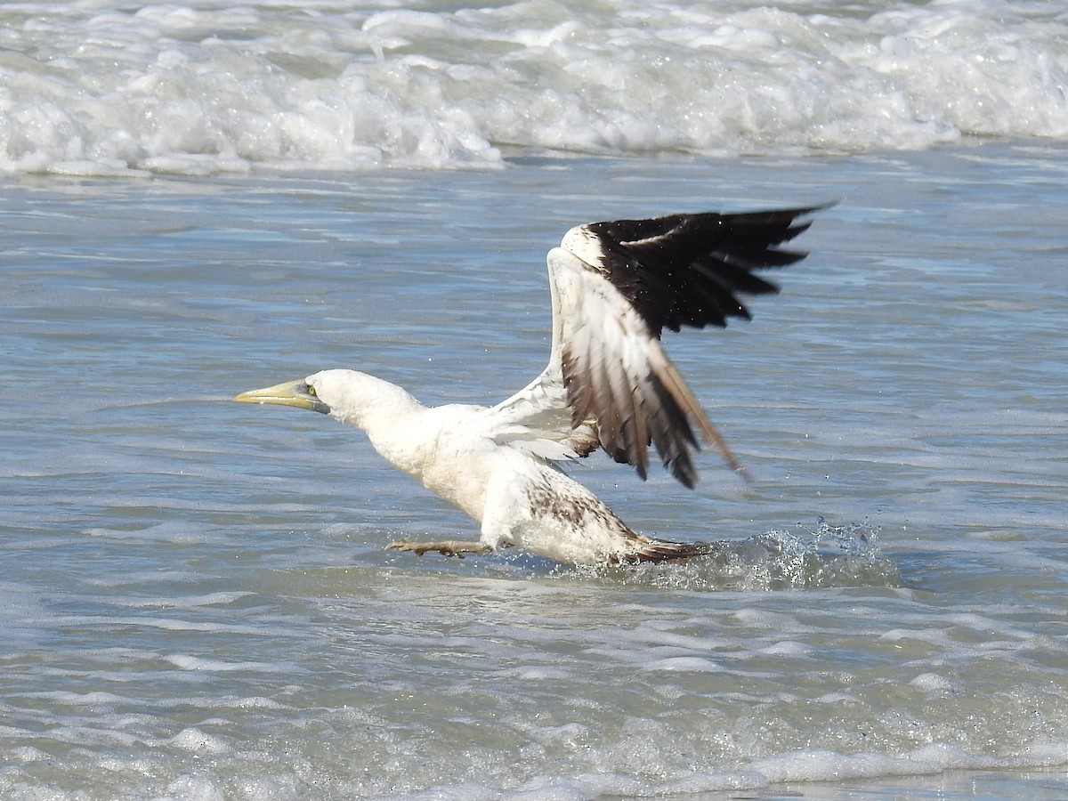 Masked Booby - Paul Waton