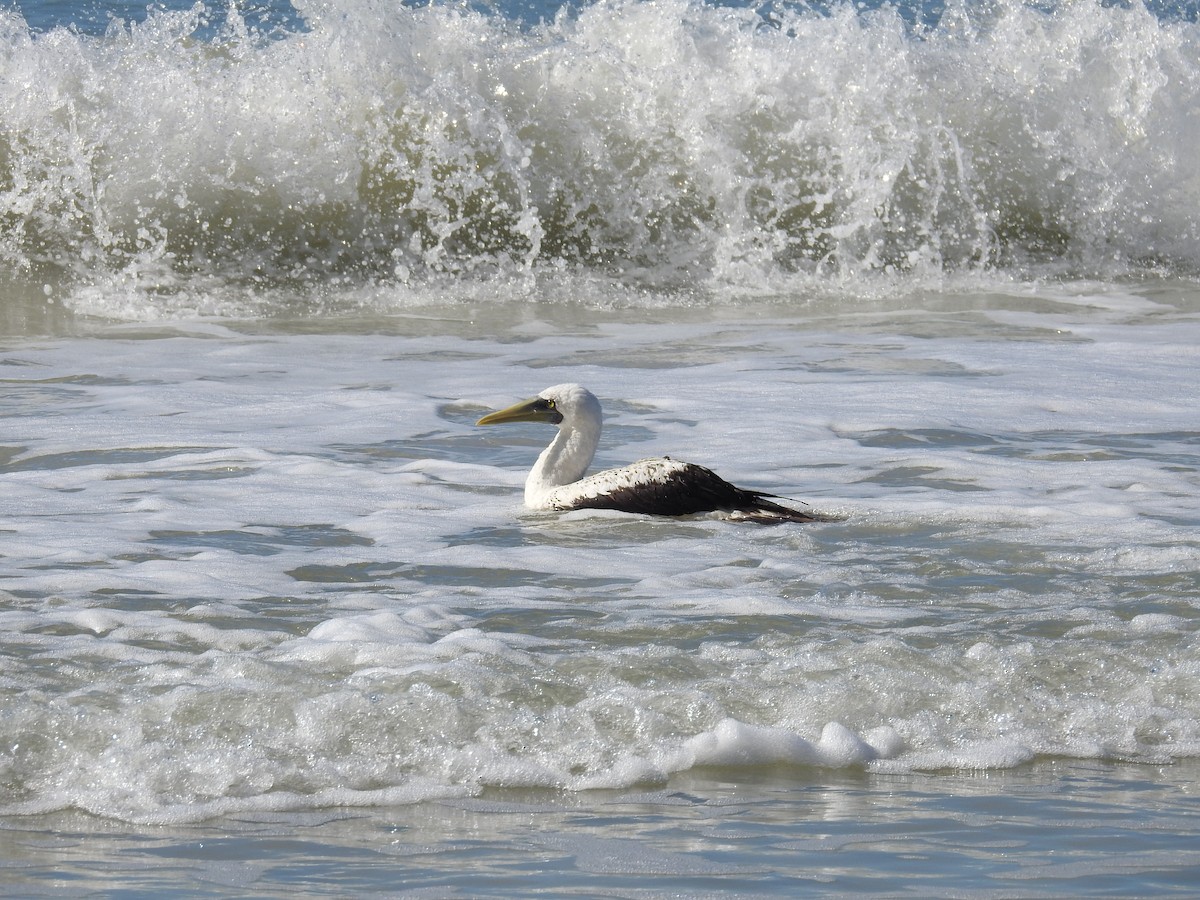 Masked Booby - ML193704581