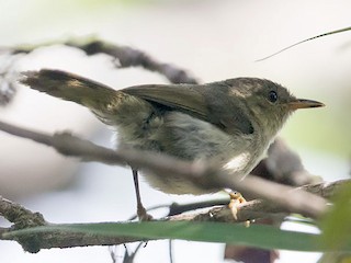 Adult - Cryptic Warbler