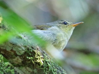 Adult - Cryptic Warbler
