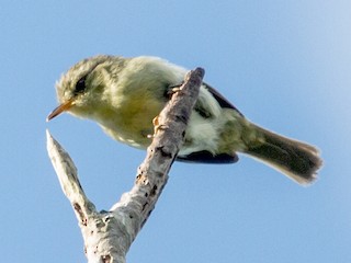 Adult - Cryptic Warbler