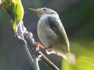 Adult - Cryptic Warbler