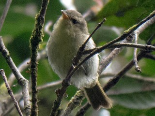 Adult - Cryptic Warbler