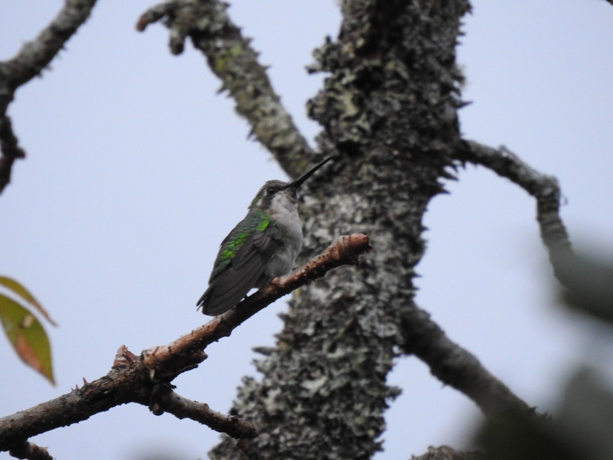 Short-tailed Emerald - Jeniffer Gómez-Camargo