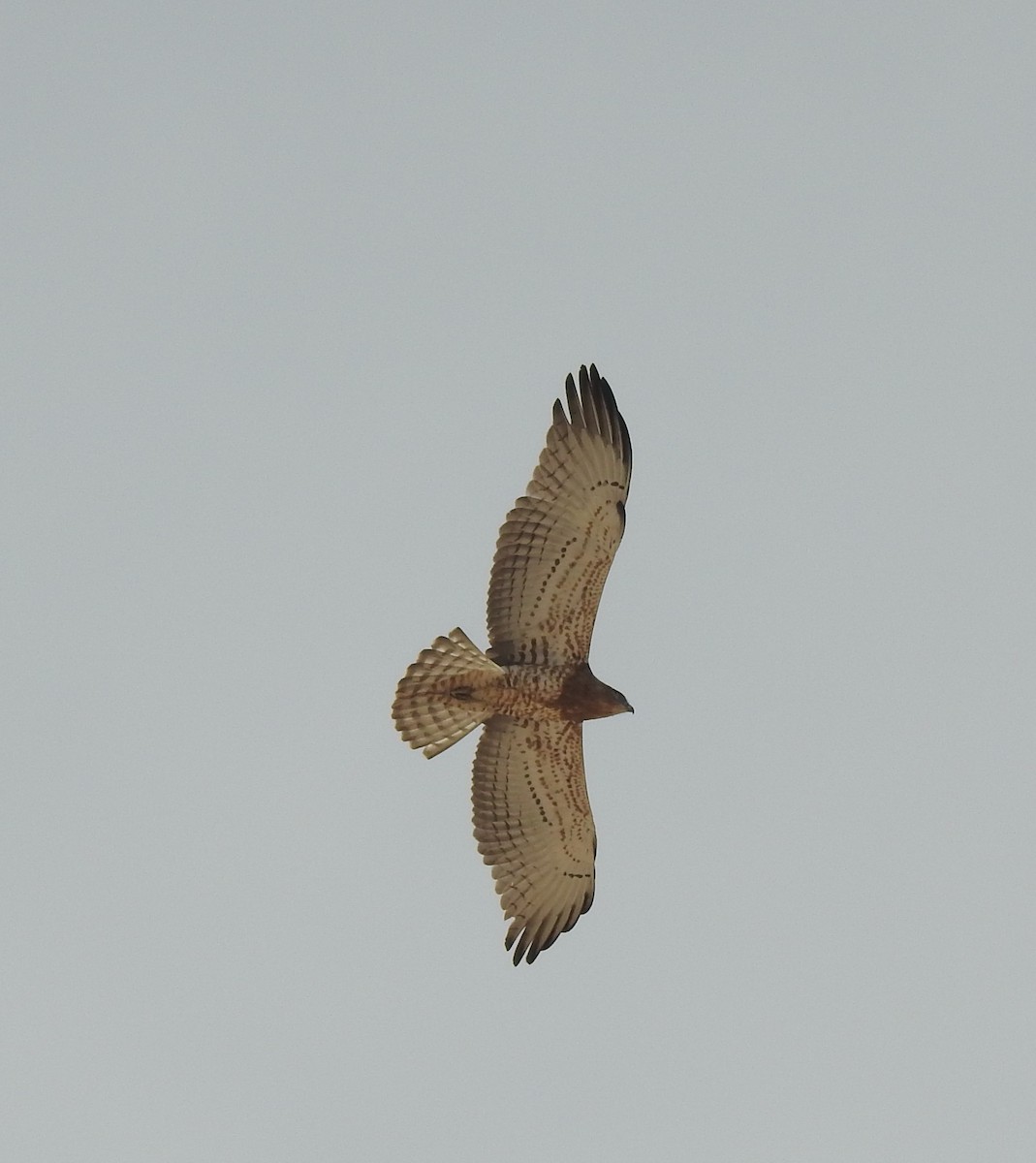 Short-toed Snake-Eagle - Dave Milsom