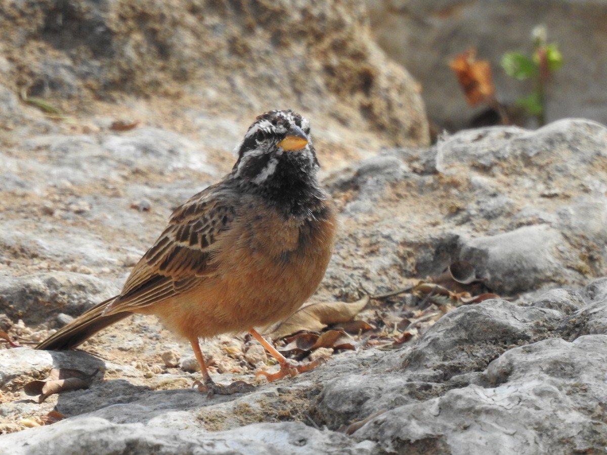 Cinnamon-breasted Bunting - ML193711541