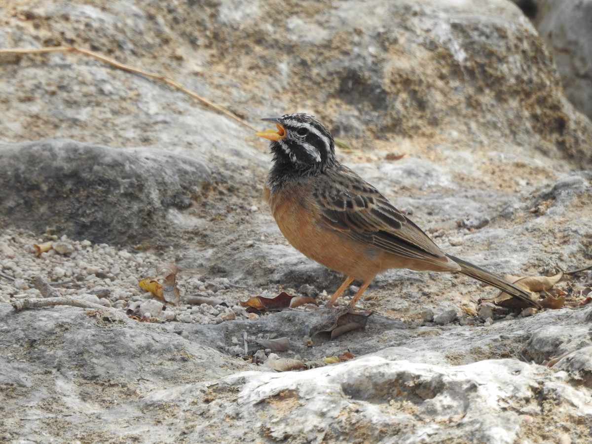 Cinnamon-breasted Bunting - ML193711581