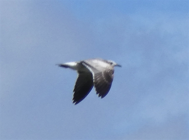 Laughing Gull - ML193712321