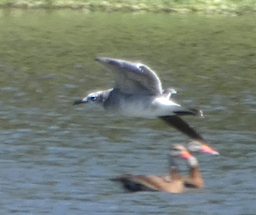 Laughing Gull - Ana  Wo Ching