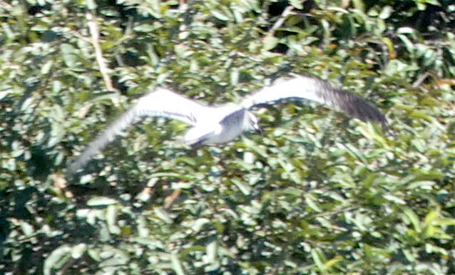 Laughing Gull - ML193712351