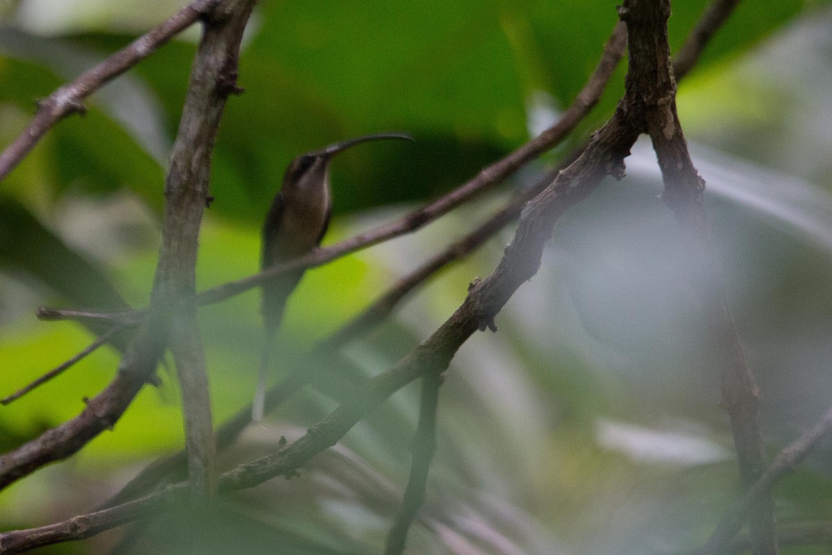 Great-billed Hermit - kenneth reyes