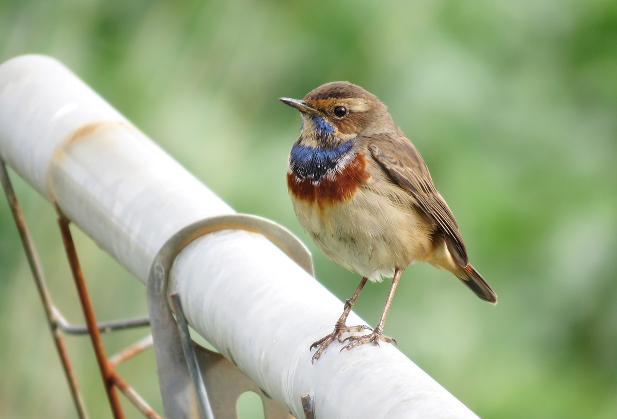 Bluethroat - Miguel Rodríguez Esteban
