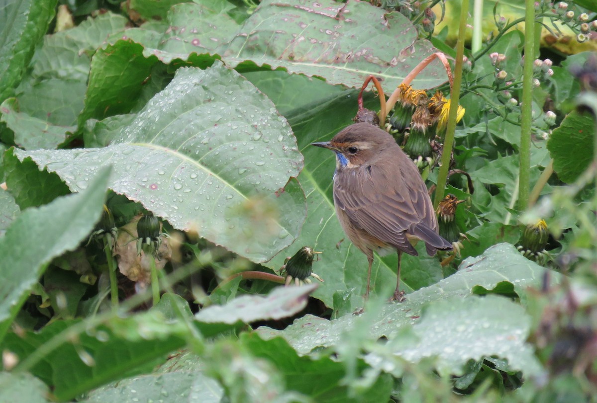 Bluethroat - ML193716771