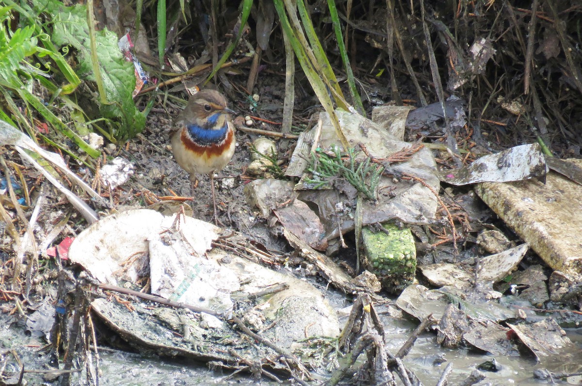 Blaukehlchen - ML193716811