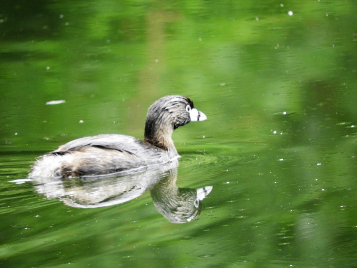 Pied-billed Grebe - ML193720121