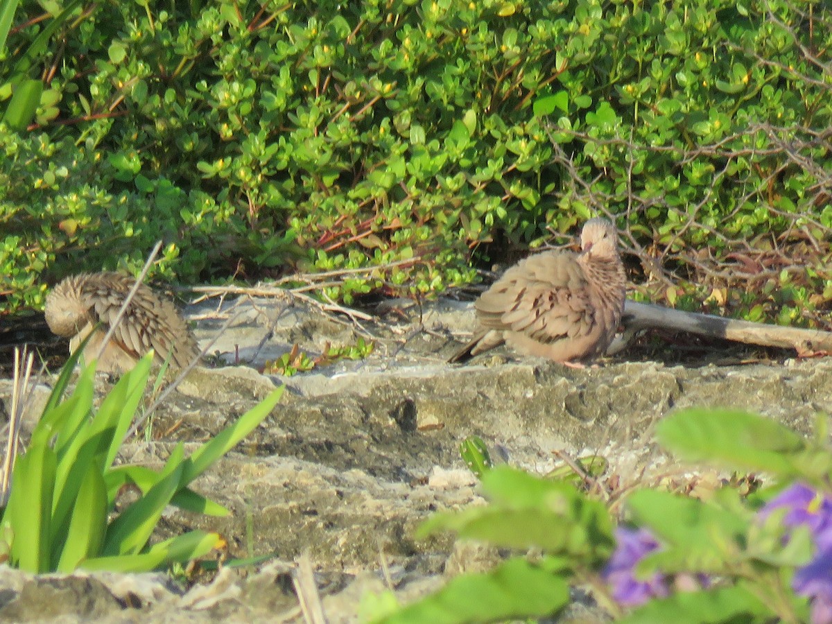 Common Ground Dove - ML193720891