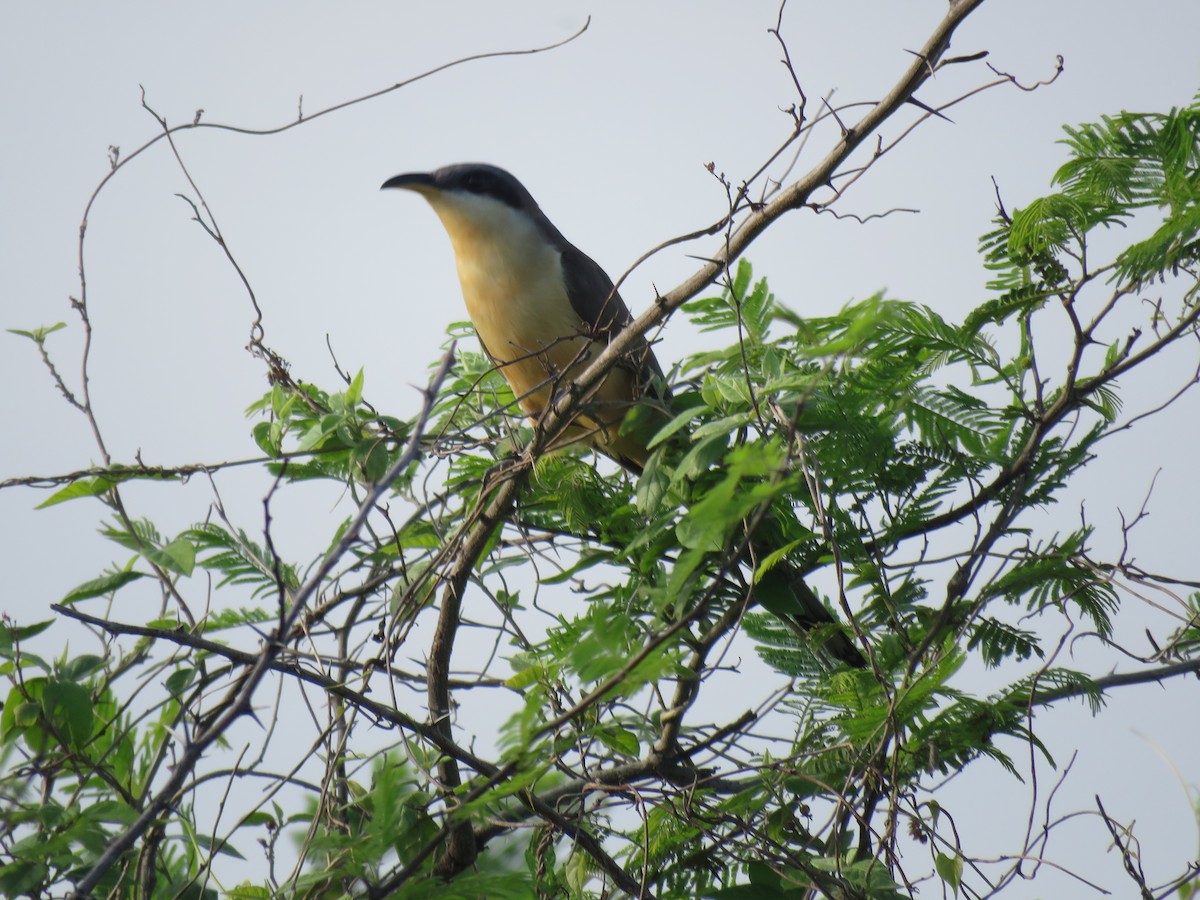 Mangrove Cuckoo - ML193721731