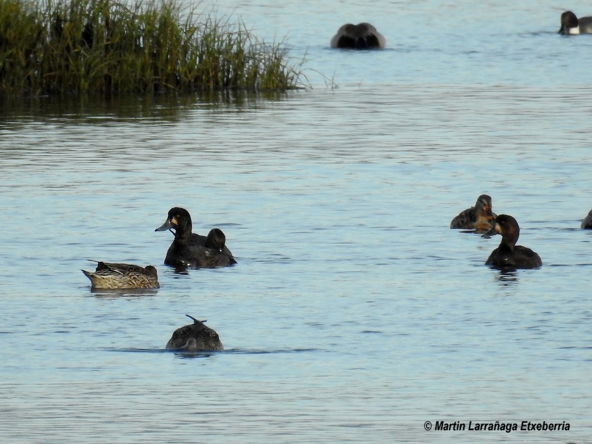 Greater Scaup - ML193723101
