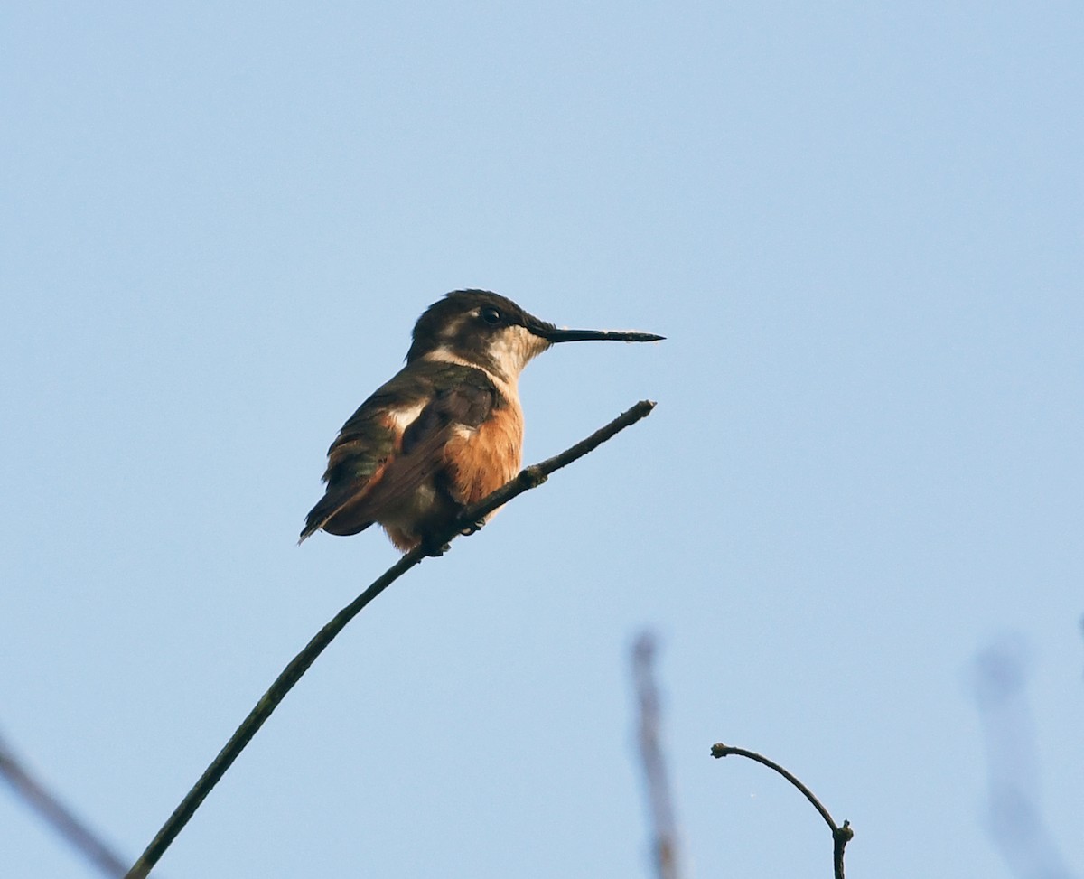 Colibrí de Mitchell - ML193723501