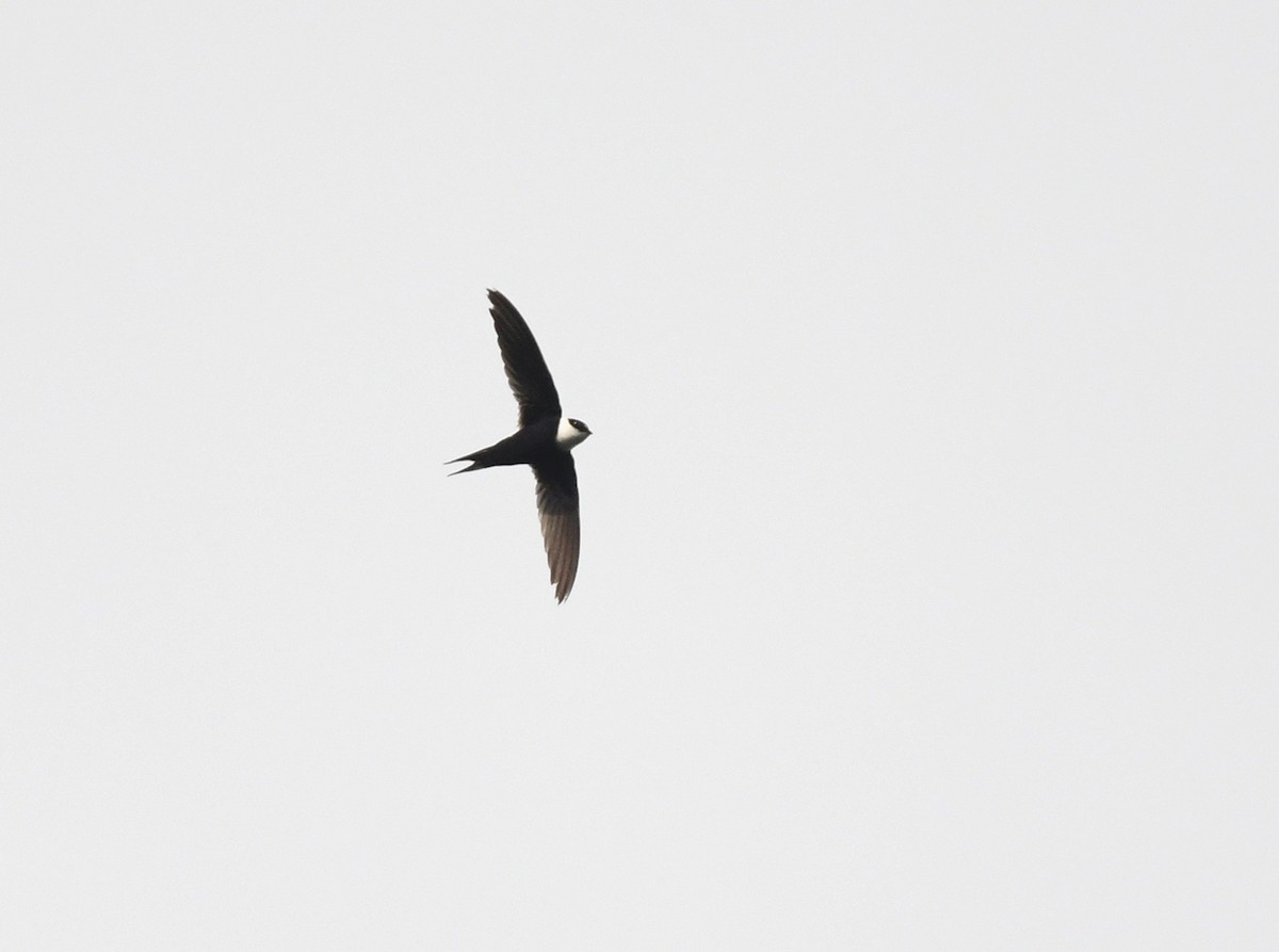 Lesser Swallow-tailed Swift - ML193723521