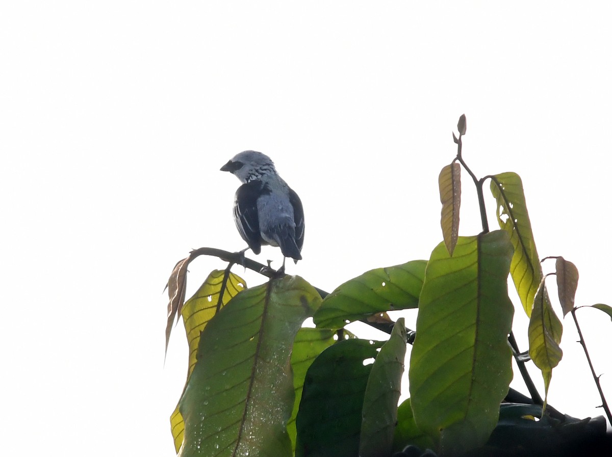 Gray-and-gold Tanager - Joshua Vandermeulen