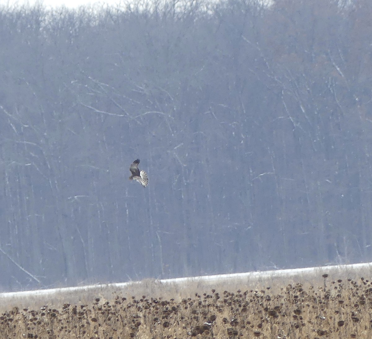 Northern Harrier - ML193723711