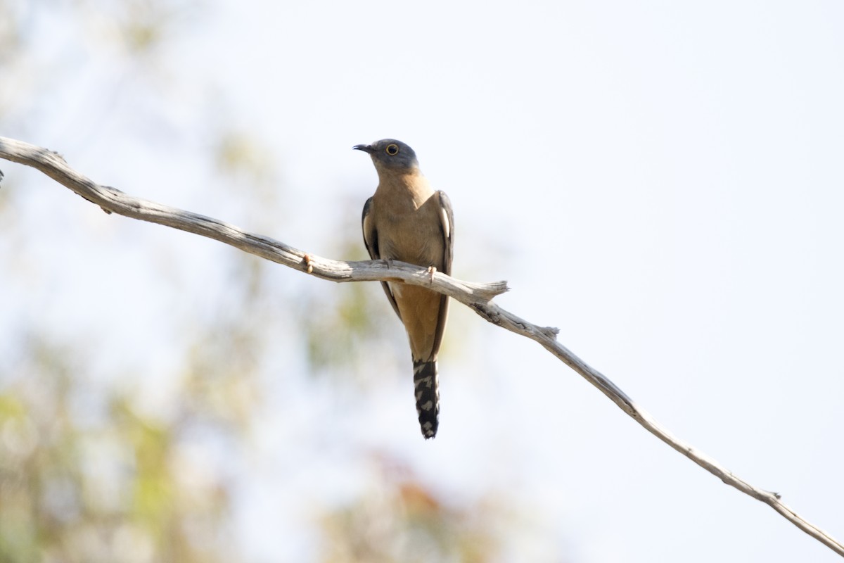 Fan-tailed Cuckoo - John Cantwell