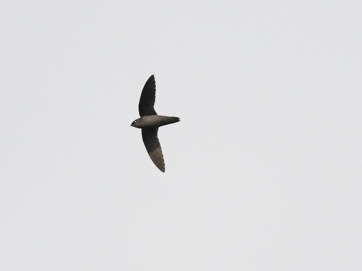 Gray-rumped Swift - ML193723771