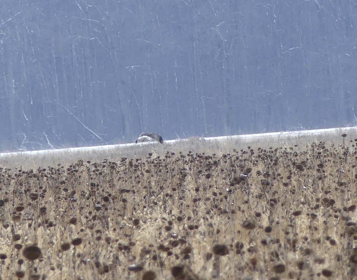 Northern Harrier - ML193723831