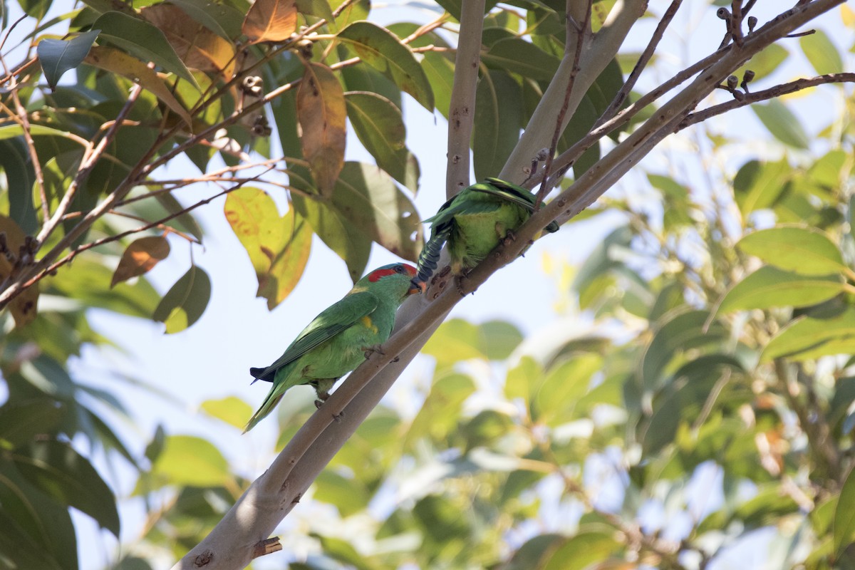 Musk Lorikeet - ML193723851