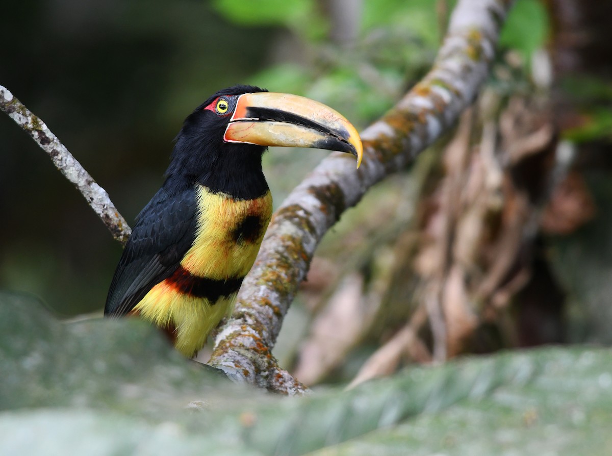 Collared Aracari (Pale-mandibled) - ML193724161