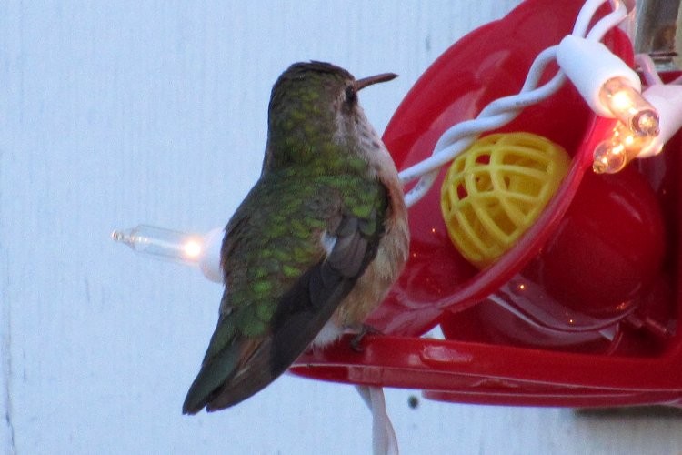 Rufous Hummingbird - Larry Neily