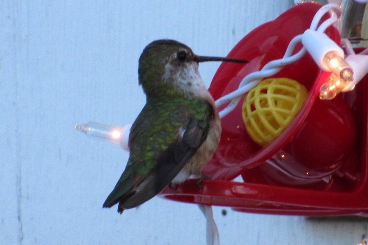 Rufous Hummingbird - Larry Neily