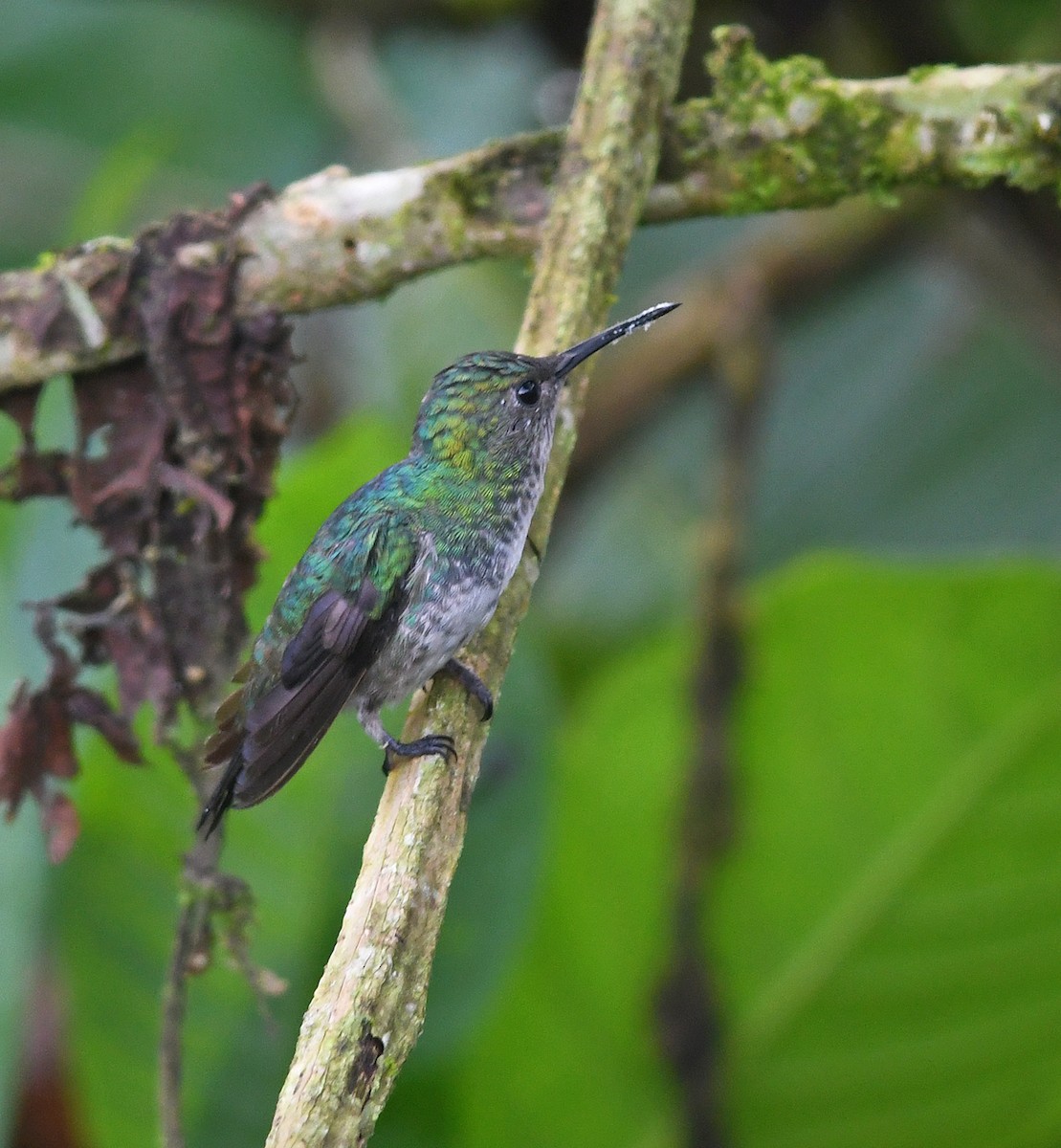 kolibřík západokolumbijský - ML193724451