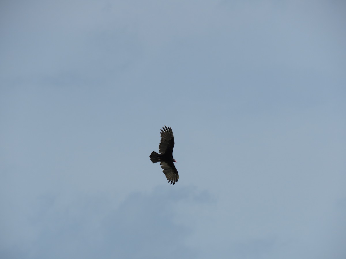 Turkey Vulture - Thomas Brooks