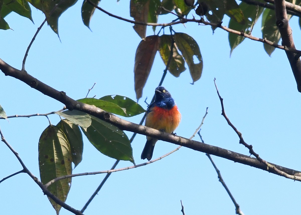 Scarlet-breasted Dacnis - Joshua Vandermeulen