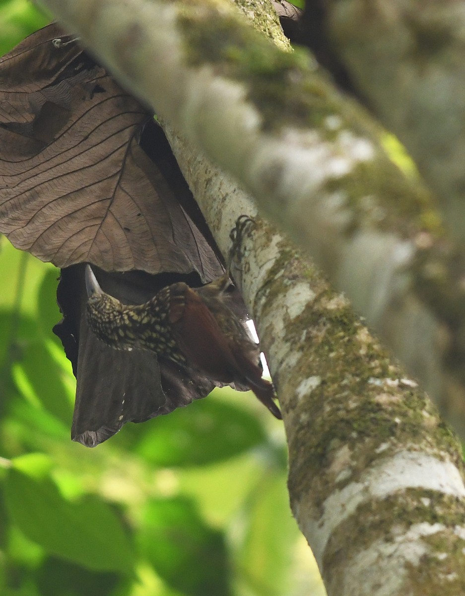 Black-striped Woodcreeper - ML193726431