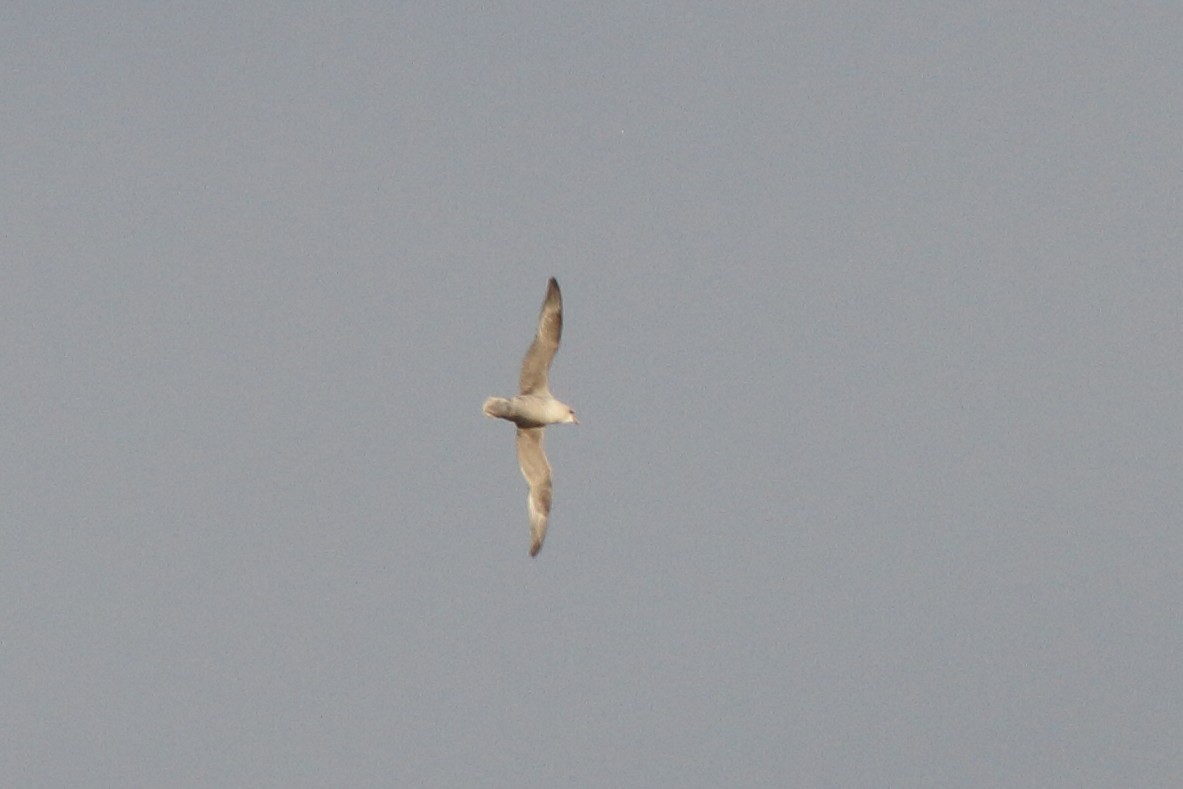 Northern Fulmar - ML193728011