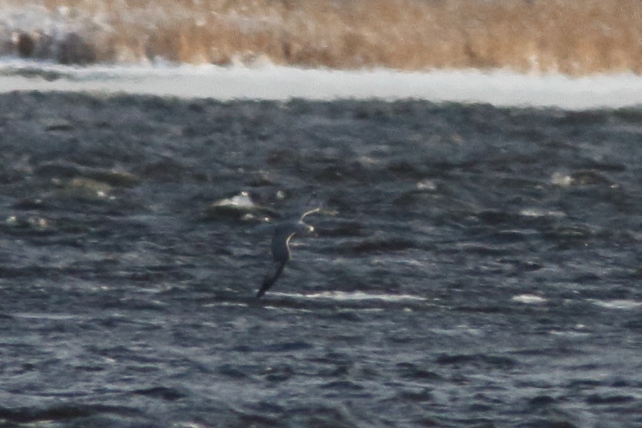 Northern Fulmar - ML193728021