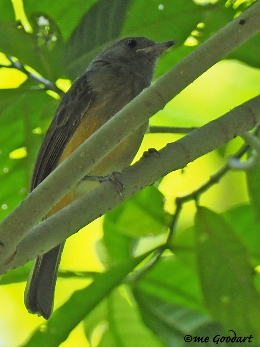 Ochre-bellied Flycatcher - Mary Goodart