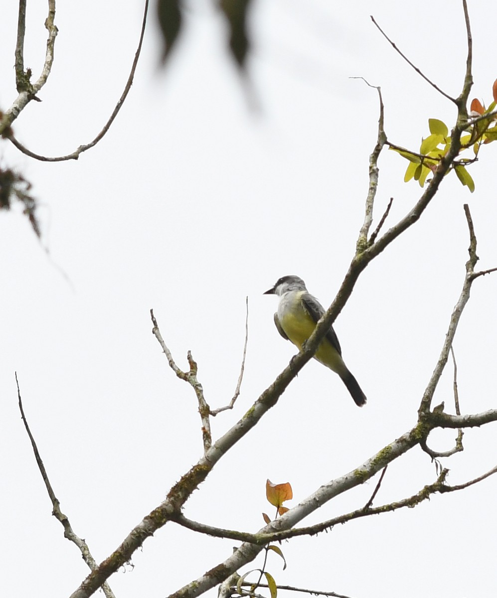 Snowy-throated Kingbird - ML193728601