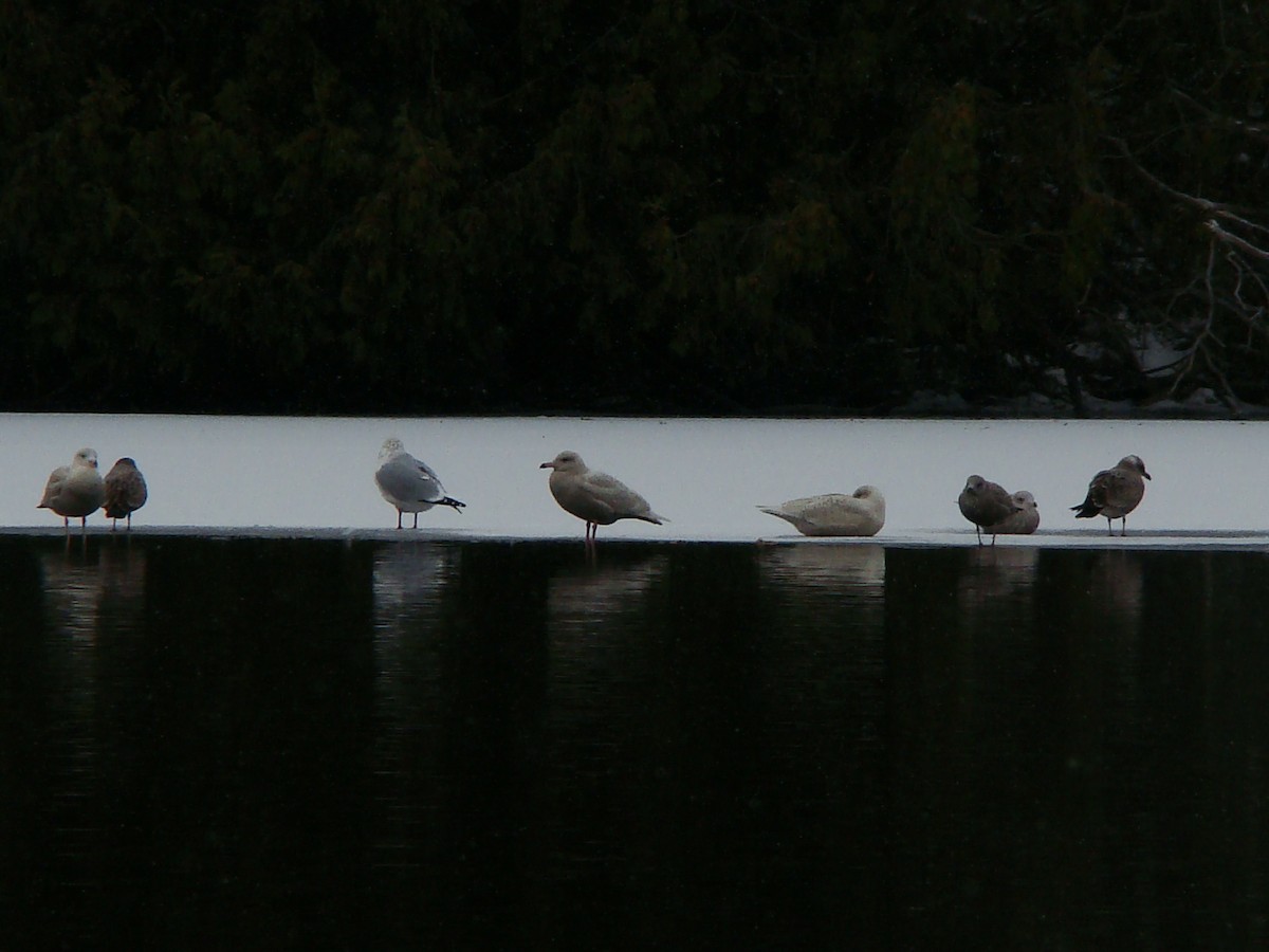 Glaucous Gull - ML193729771