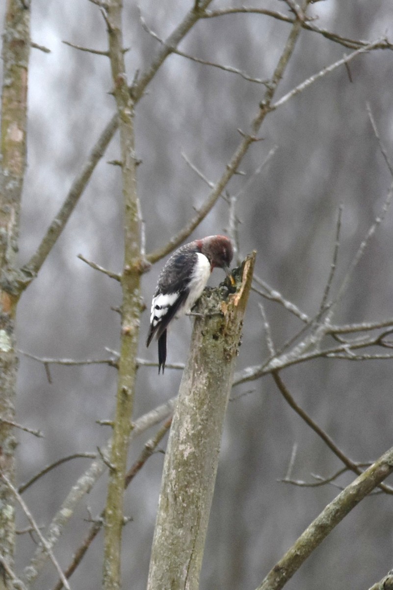 Red-headed Woodpecker - irina shulgina
