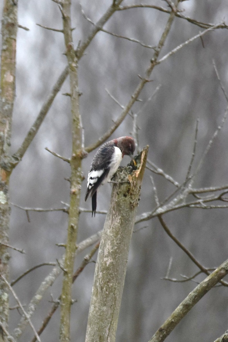 Red-headed Woodpecker - ML193730341