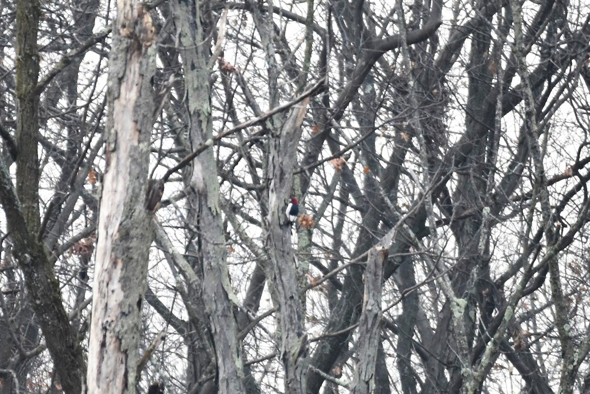 Red-headed Woodpecker - ML193730361