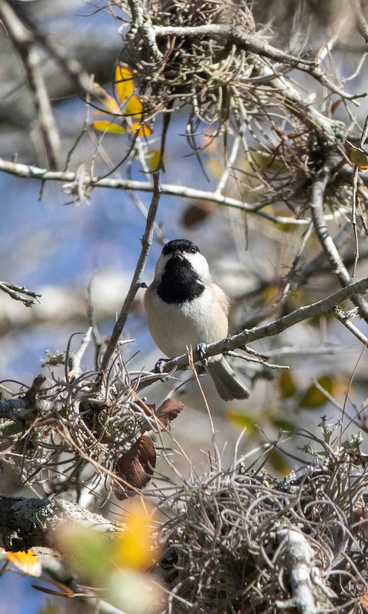 Carolina Chickadee - ML193730411